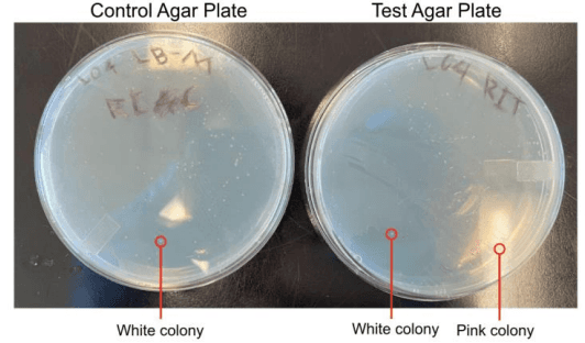 Heavy Metal Biosensor