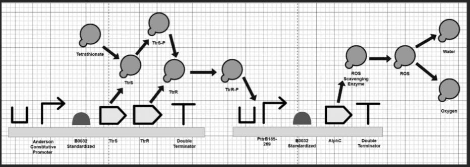 Tetrathionate-Responsive Probiotic Circuit for IBD